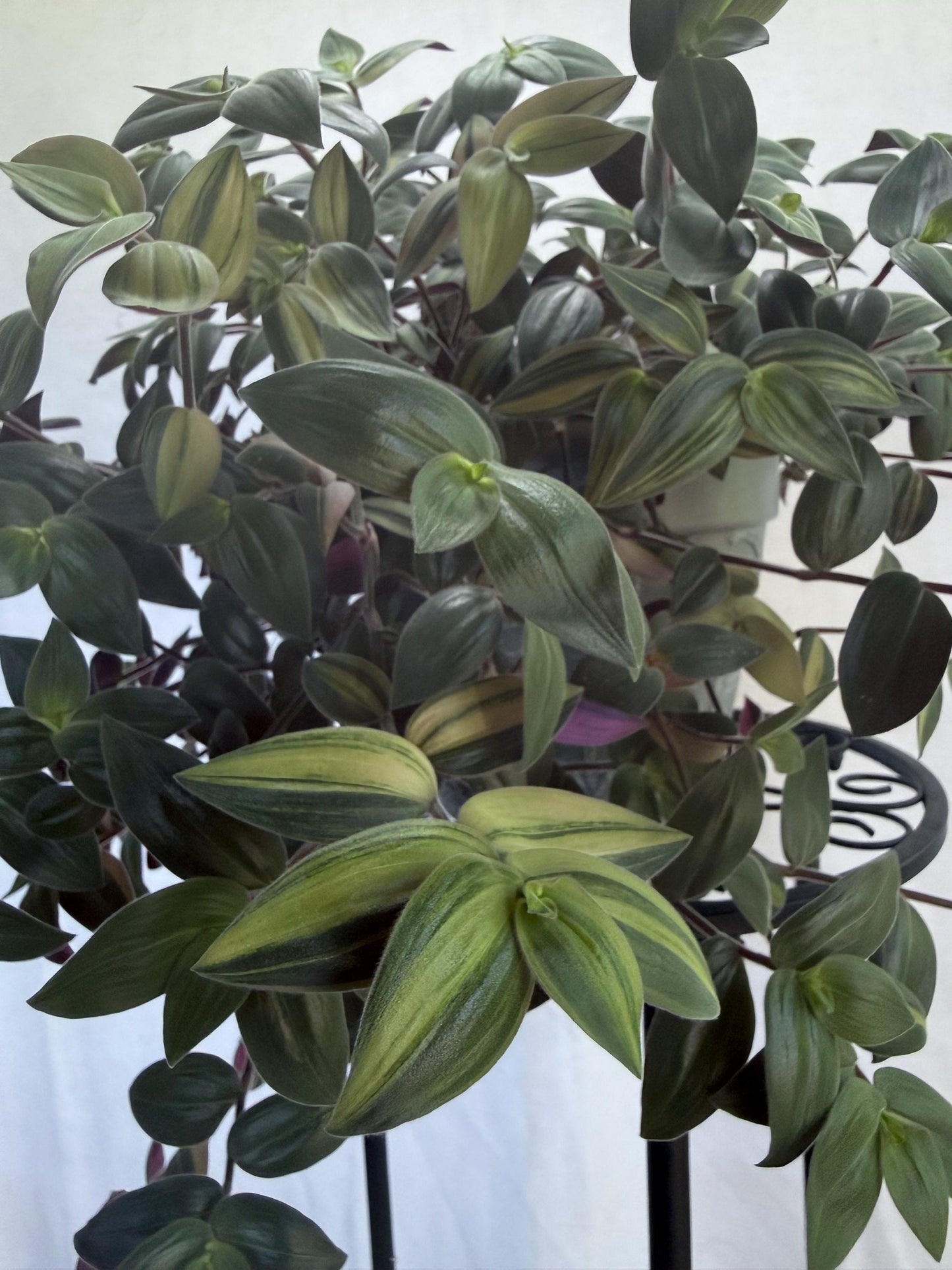 Variegated Fuzzy Baby Bunny Bellies Cuttings (Tradescantia chrysophylla) | 4 Pack | 6 Inch Cuttings | Cut Fresh to Order