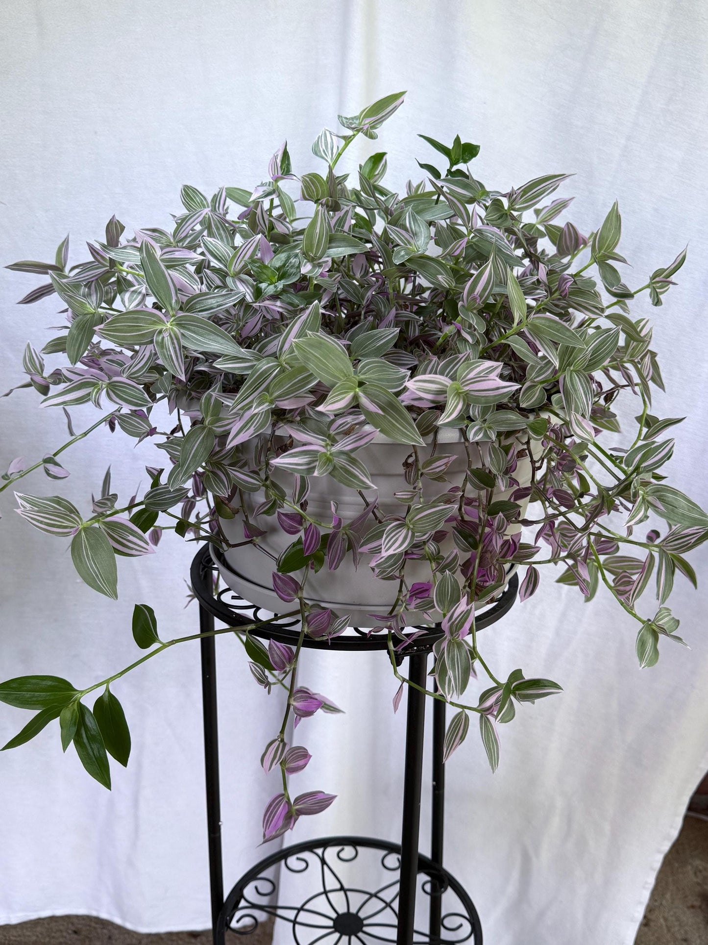 Variegated Lavender Tradescantia Cuttings — 4 Fresh 6” Cuttings — Purple Pink Green Trailing Houseplant