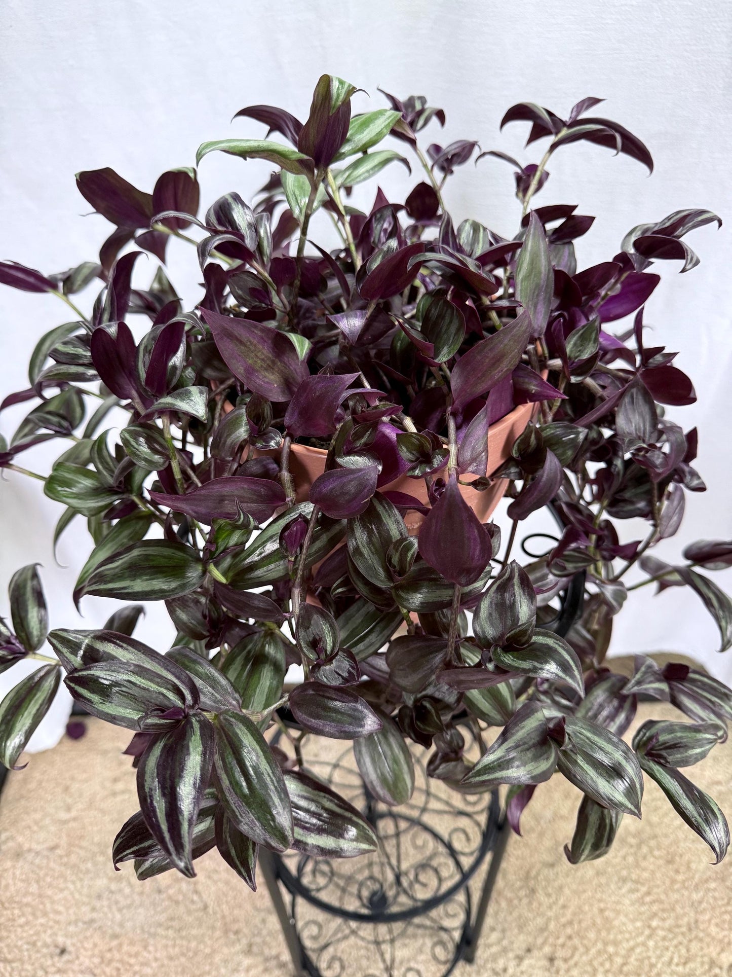 Dark Purple and Green Zebrina Cuttings, Striped Tradescantia, Bundle of 4, Fresh Cut to Order