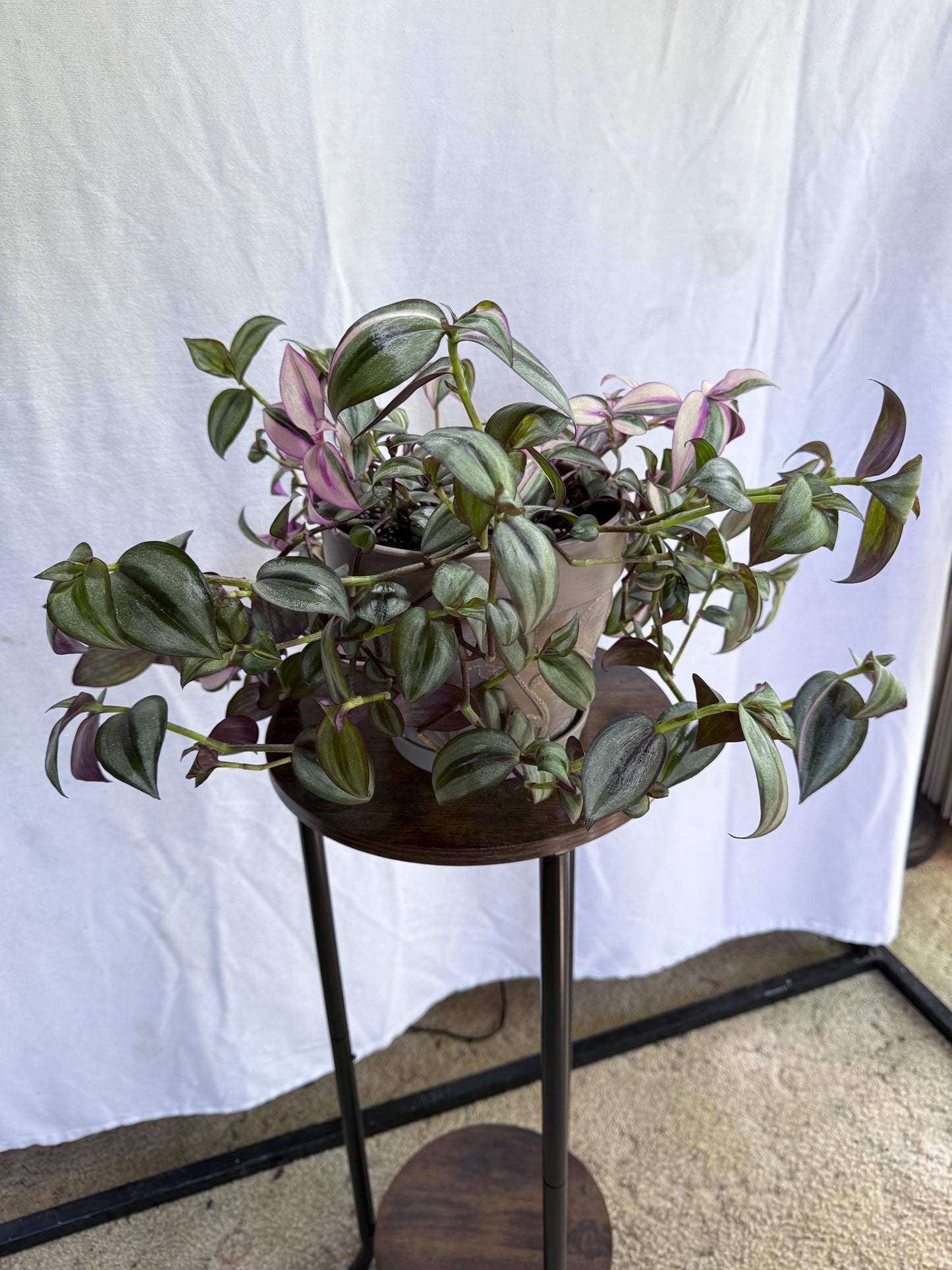 Variegated Cuttings | Tradescantia pallida ‘Quadricolor’ | Rare Variegated Tradescantia | 4 Fresh 6” Cuttings