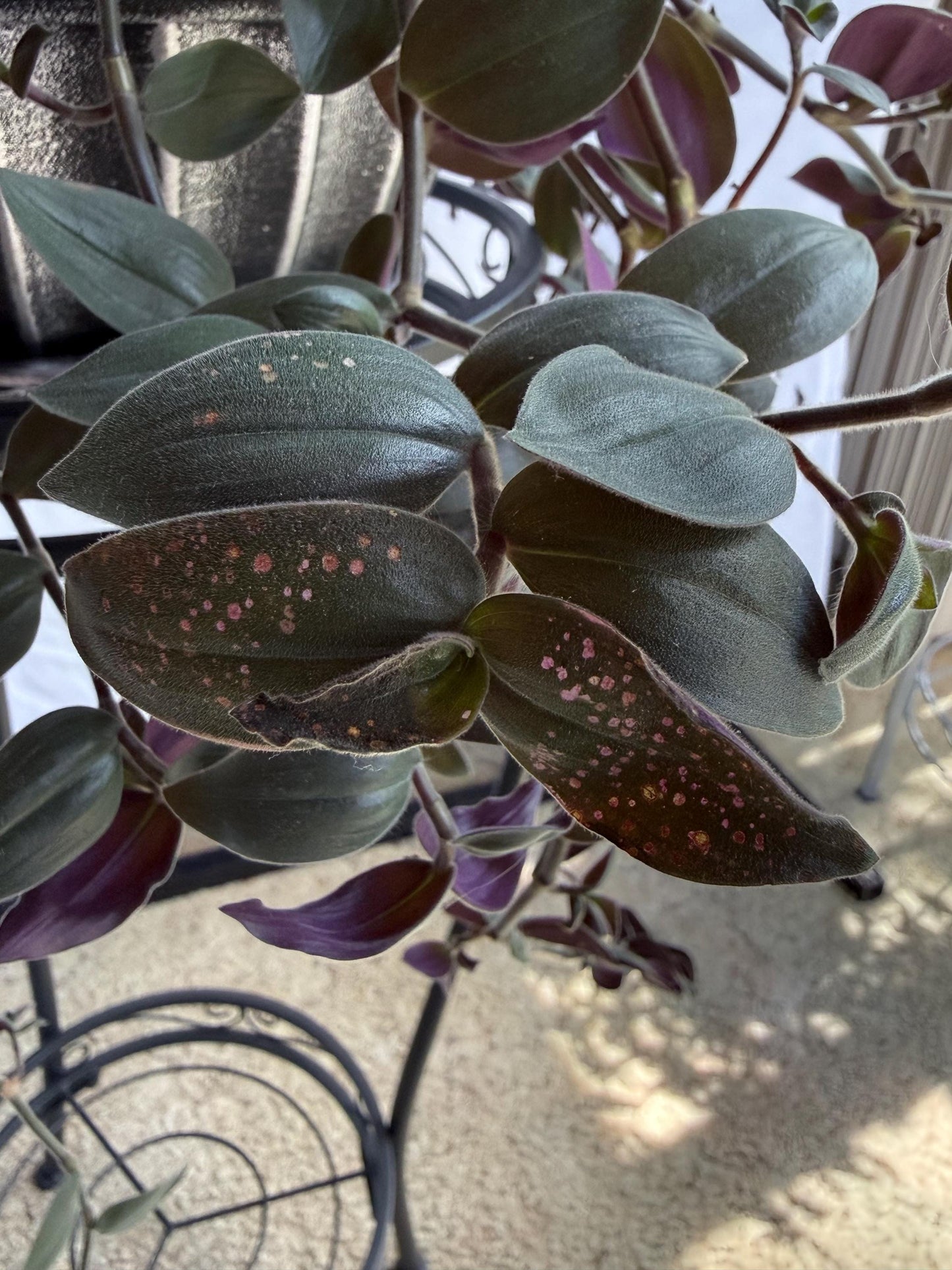 Fuzzy Baby Bunny Bellies CUTTINGS (5) | 6 Inch Premium Fresh Cuttings | Tradescantia sillamontana | Fuzzy Trailing Houseplant