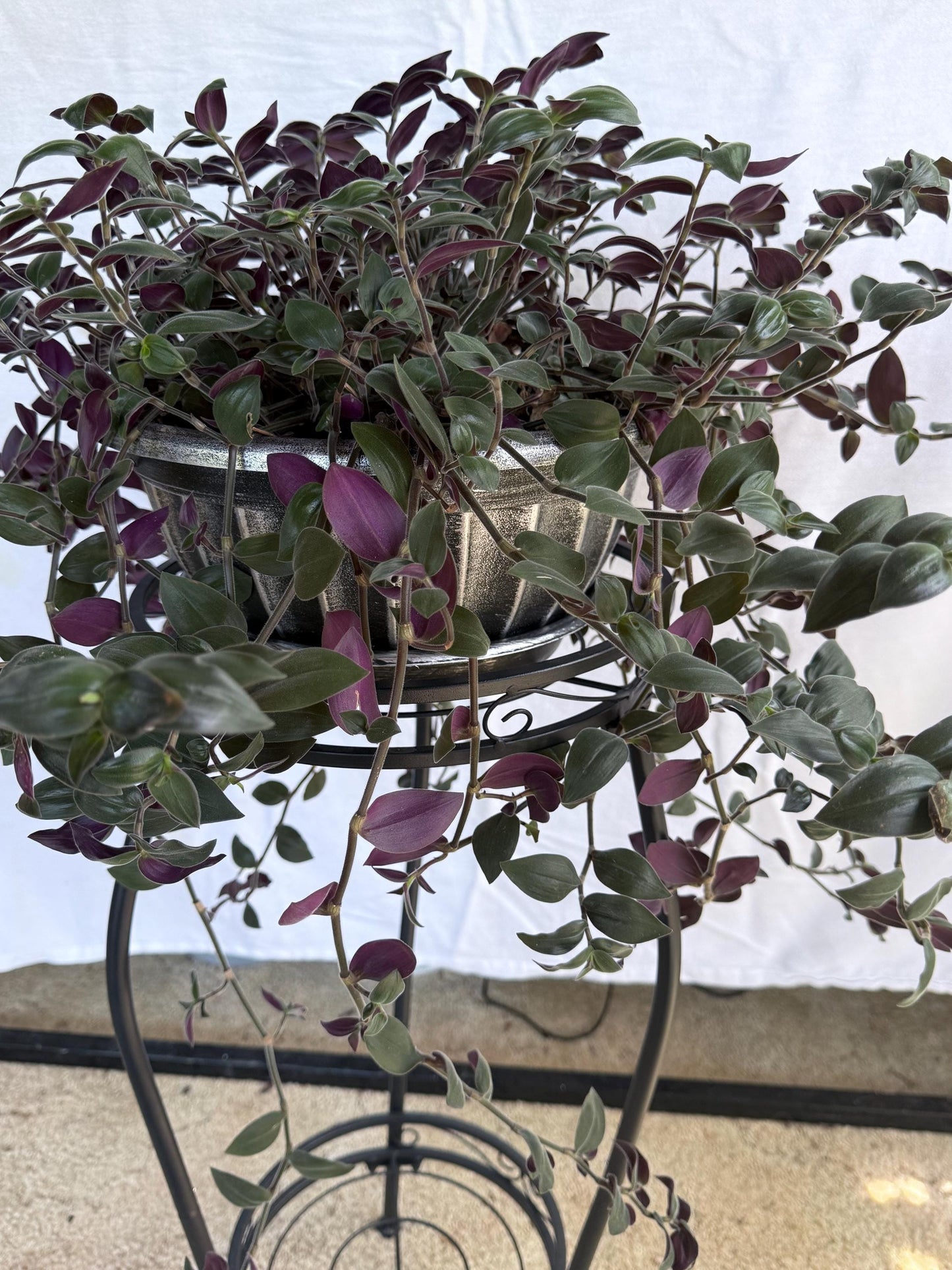 Fuzzy Baby Bunny Bellies CUTTINGS (5) | 6 Inch Premium Fresh Cuttings | Tradescantia sillamontana | Fuzzy Trailing Houseplant