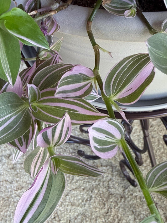 Variegated Lavender Tradescantia Cuttings — 4 Fresh 6” Cuttings — Purple Pink Green Trailing Houseplant
