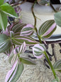 Variegated Lavender Tradescantia Cuttings — 4 Fresh 6” Cuttings — Purple Pink Green Trailing Houseplant