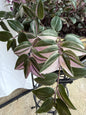 Tradescantia Tricolor CUTTINGS (4) | 6 Inch Premium Variegated Cuttings | Pink Green Purple Wandering Dude | Fresh Cut to Order