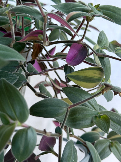 Fuzzy Baby Bunny Bellies CUTTINGS (5) | 6 Inch Premium Fresh Cuttings | Tradescantia sillamontana | Fuzzy Trailing Houseplant