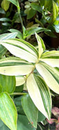 Tradescantia Variegata Cuttings, Variegated Green & Cream Trailing Houseplant, Fresh Cut to Order