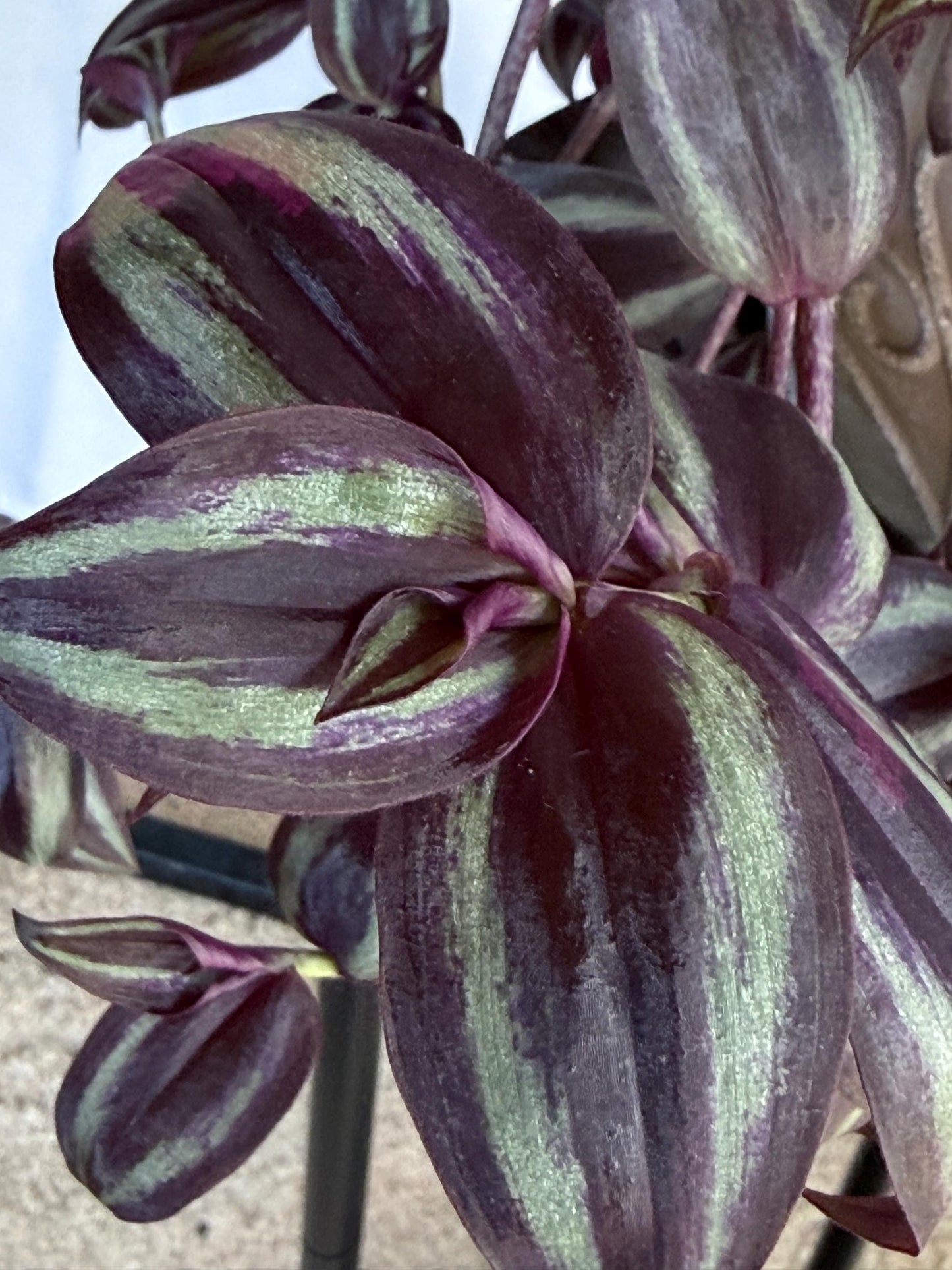 Variegated Burgundy Tradescantia Cuttings, 4 Fresh 6in Cuttings, Deep Purple Trailing Plant, Cut to Order