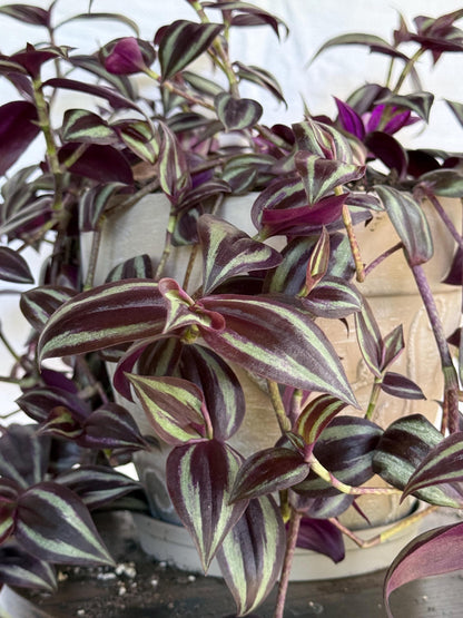 Variegated Burgundy Tradescantia Cuttings, 4 Fresh 6in Cuttings, Deep Purple Trailing Plant, Cut to Order