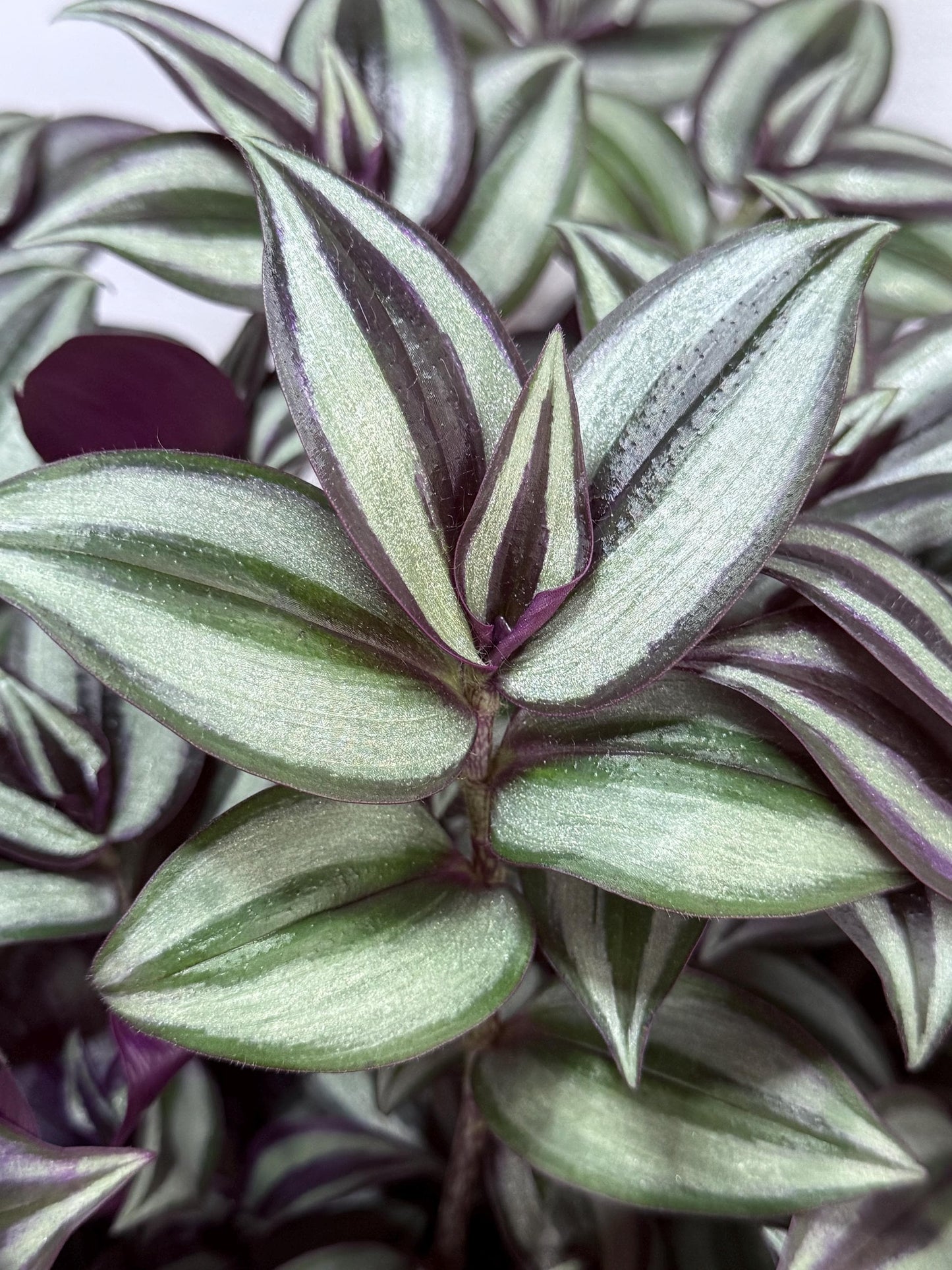 Silver Tradescantia Zebrina CUTTINGS (4) | 6 Inch Premium Fresh Cuttings | Silver Striped Wandering Dude Inch Plant | Fresh Cut to Order