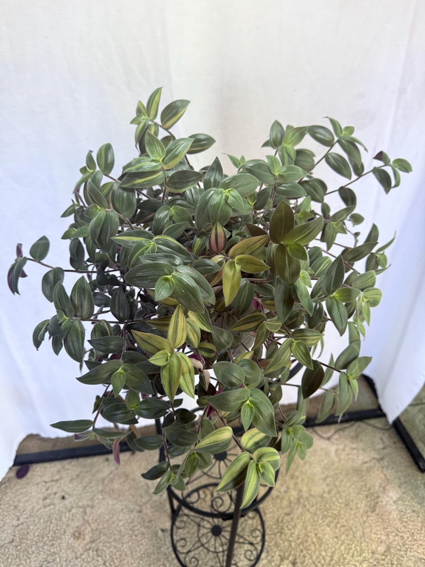 Variegated Fuzzy Baby Bunny Bellies Cuttings (Tradescantia chrysophylla) | 4 Pack | 6 Inch Cuttings | Cut Fresh to Order