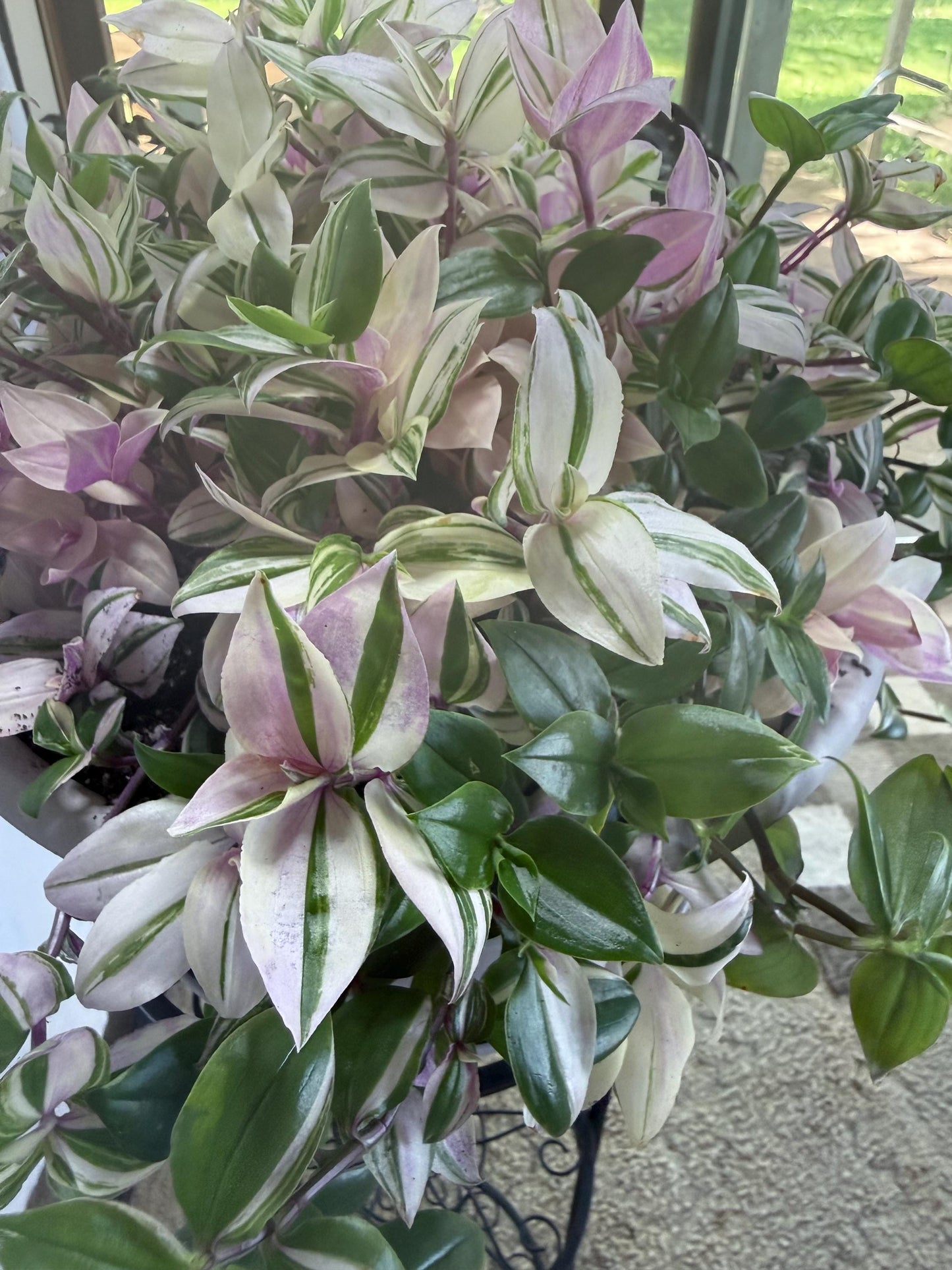 Rare Variegated Pink Tradescantia Cuttings | Quad (4 Cuttings) | 6 Inch Cuttings | Fresh Cut to Order