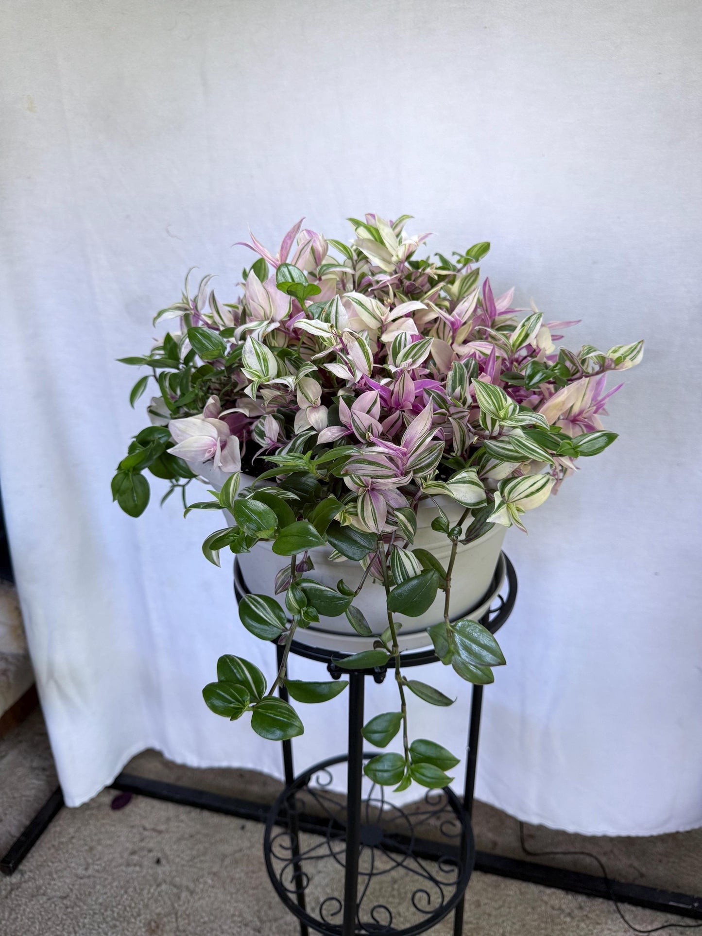 Rare Variegated Pink Tradescantia Cuttings | Quad (4 Cuttings) | 6 Inch Cuttings | Fresh Cut to Order
