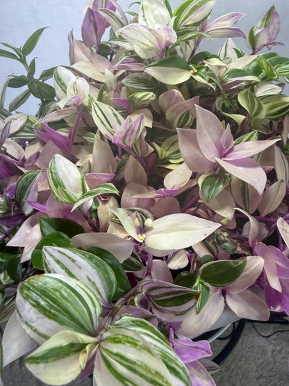Rare Variegated Pink Tradescantia Cuttings | Quad (4 Cuttings) | 6 Inch Cuttings | Fresh Cut to Order