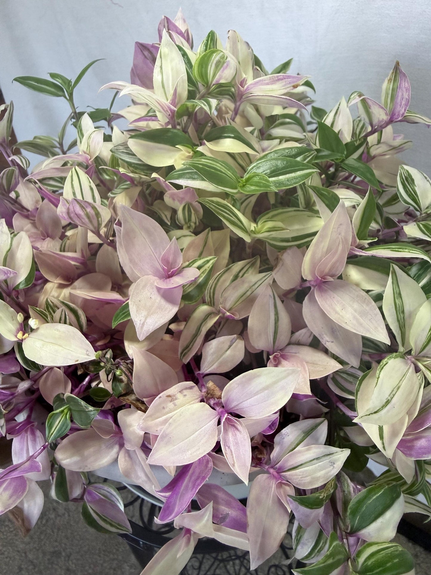 Rare Variegated Pink Tradescantia Cuttings | Quad (4 Cuttings) | 6 Inch Cuttings | Fresh Cut to Order
