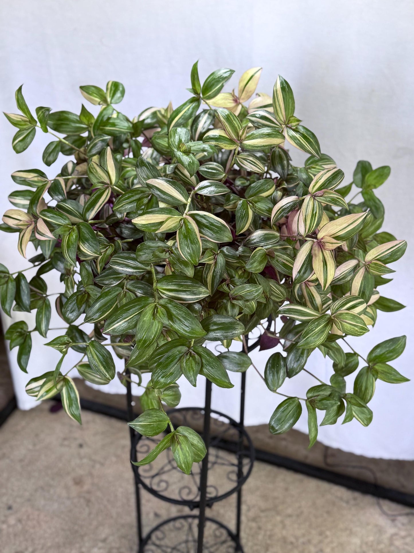 Tradescantia Discolor CUTTINGS-4| 6 Inch Premium Multicolor Variegated Cuttings | Pink Green Purple Trailing Inch Plant | Fresh Cut to Order