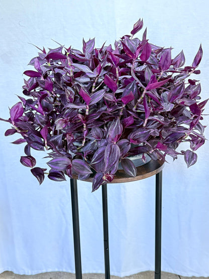 Tradescantia Variegated Burgundy Cuttings, Bundle of 4, Purple Trailing Plant, Fresh Cut to Order