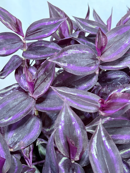 Tradescantia Variegated Burgundy Cuttings, Bundle of 4, Purple Trailing Plant, Fresh Cut to Order