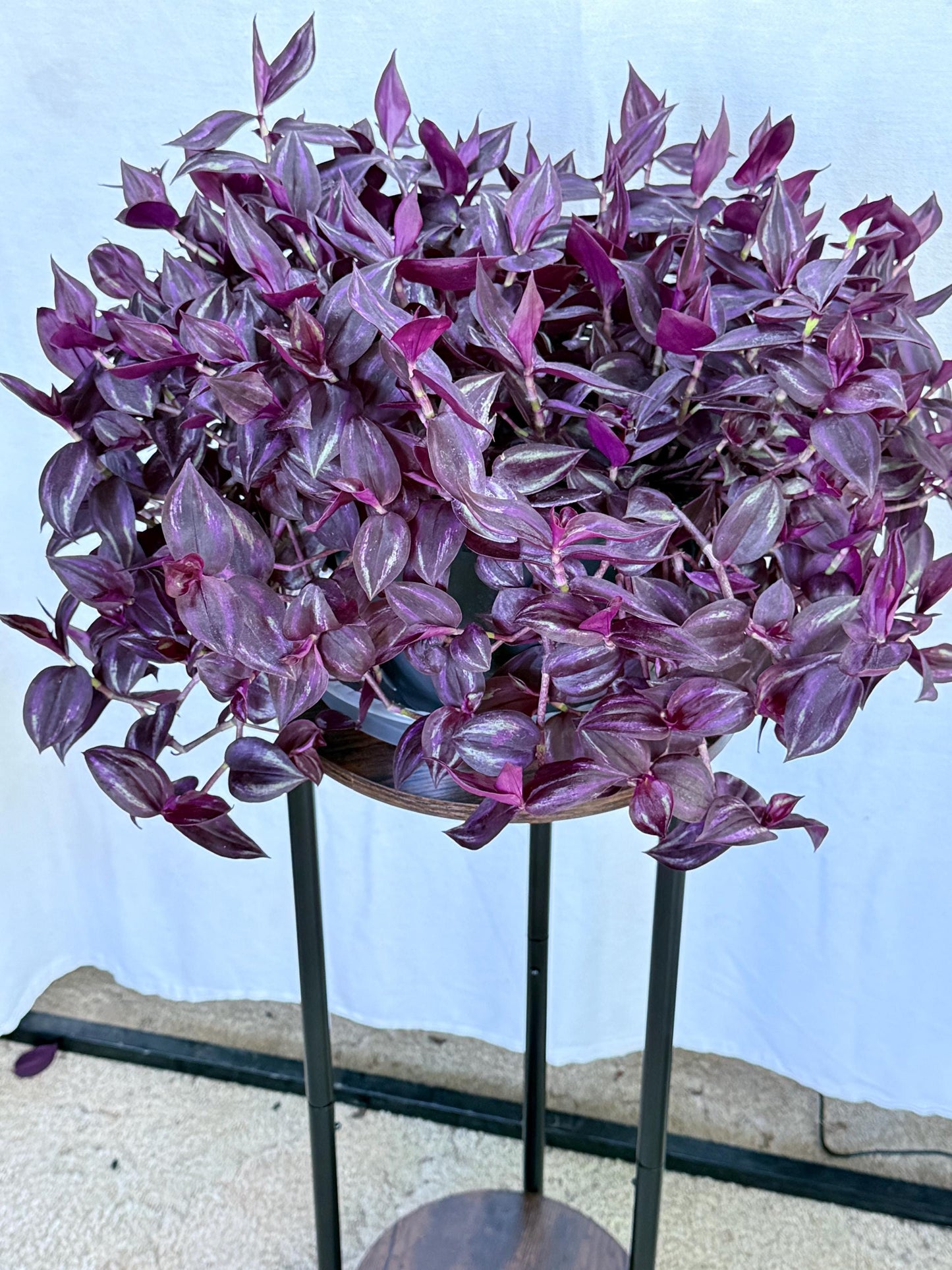 Tradescantia Variegated Burgundy Cuttings, Bundle of 4, Purple Trailing Plant, Fresh Cut to Order