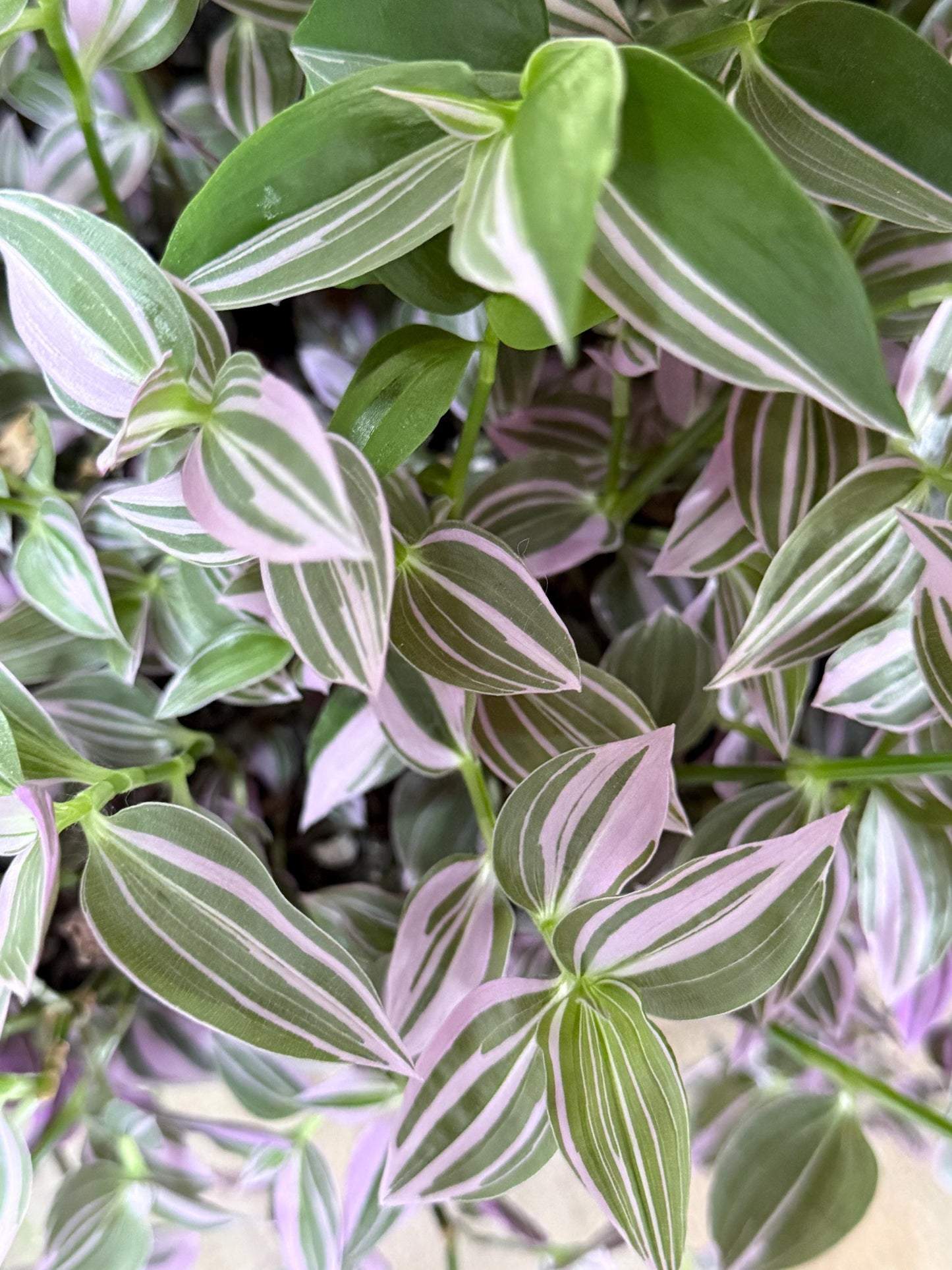 Variegated Lavender Tradescantia Cuttings — 4 Fresh 6” Cuttings — Purple Pink Green Trailing Houseplant