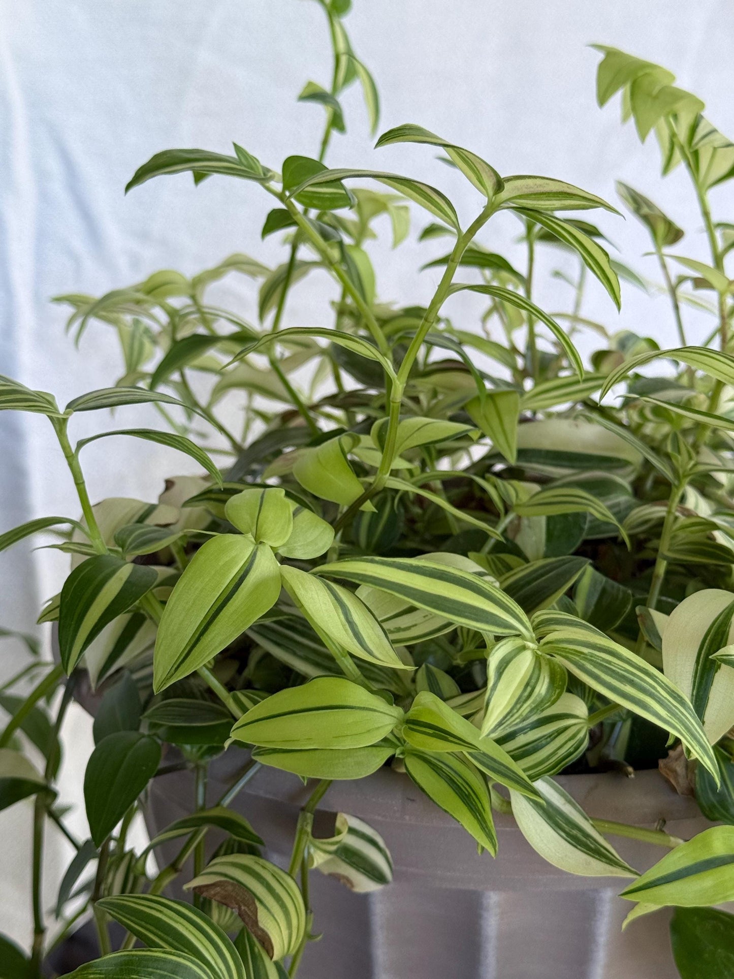 Tradescantia Variegata Cuttings, Variegated Green & Cream Trailing Houseplant, Fresh Cut to Order