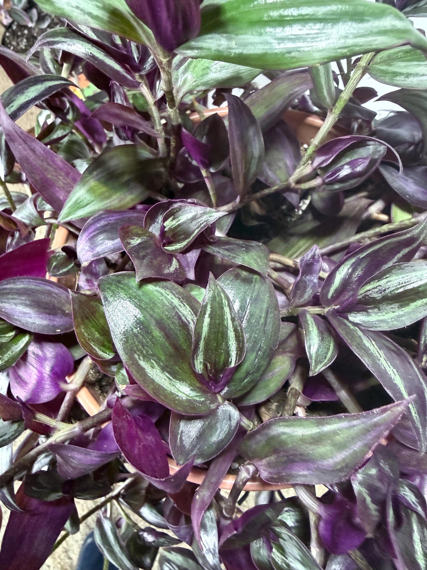 Dark Purple and Green Zebrina Cuttings, Striped Tradescantia, Bundle of 4, Fresh Cut to Order