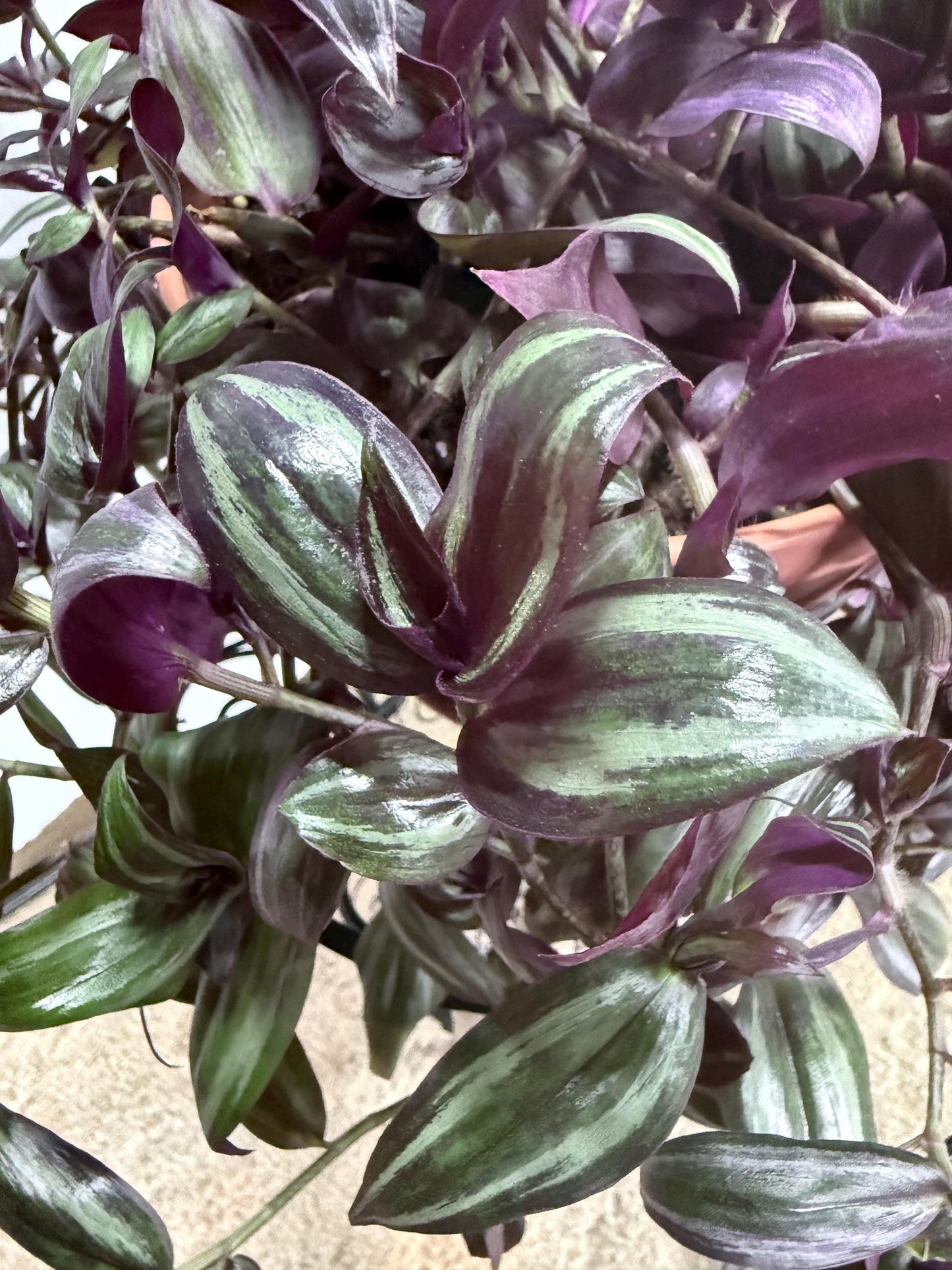 Dark Purple and Green Zebrina Cuttings, Striped Tradescantia, Bundle of 4, Fresh Cut to Order