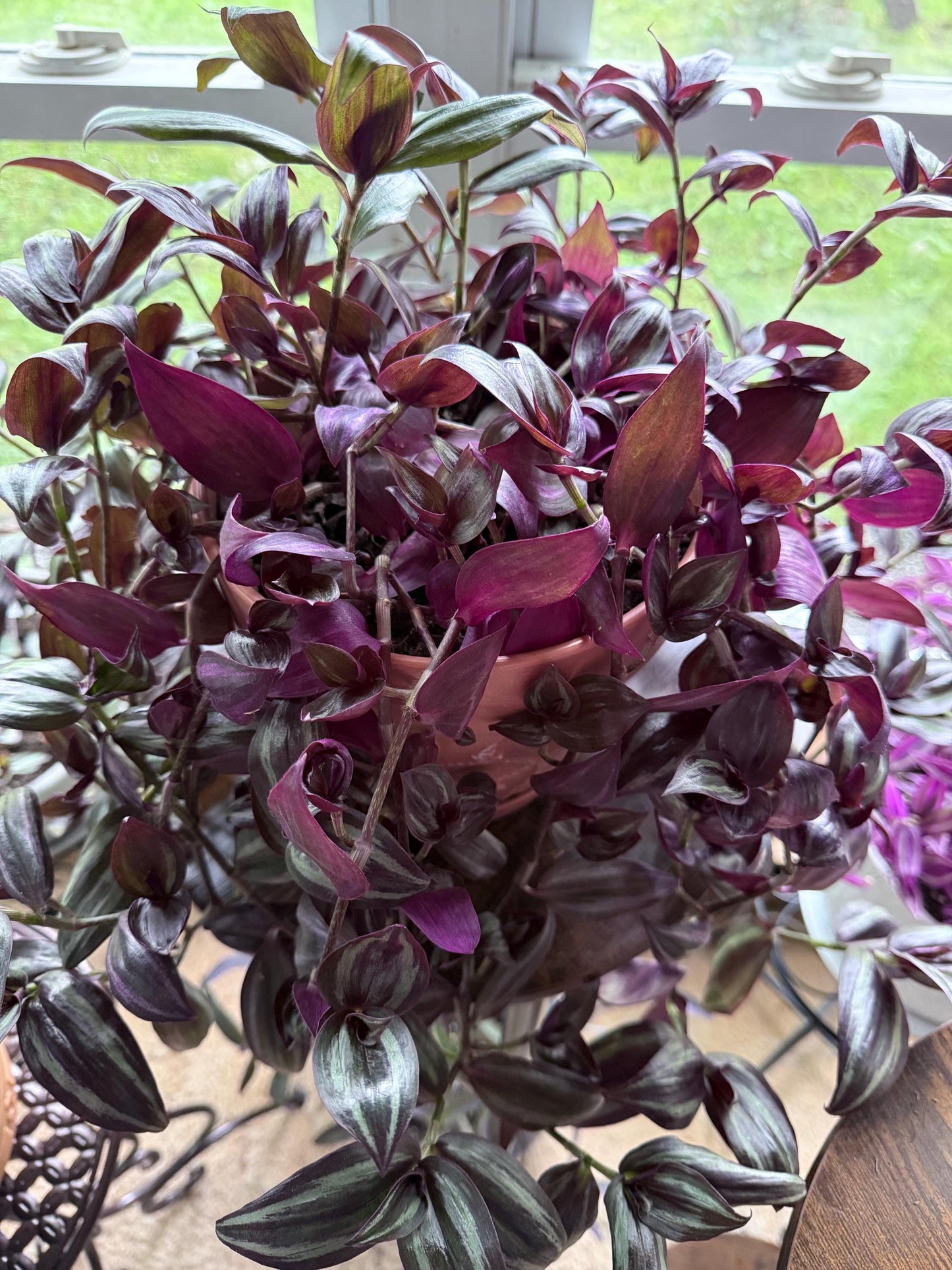 Dark Purple and Green Zebrina Cuttings, Striped Tradescantia, Bundle of 4, Fresh Cut to Order