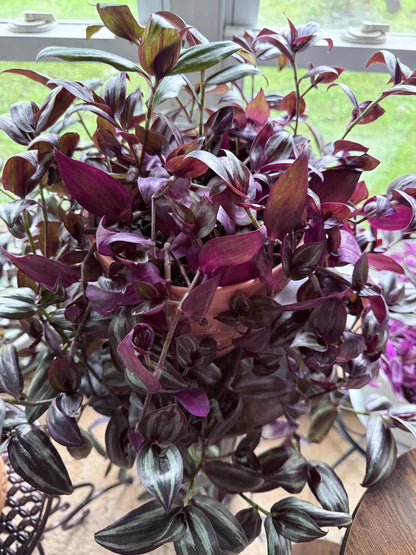 Dark Purple and Green Zebrina Cuttings, Striped Tradescantia, Bundle of 4, Fresh Cut to Order