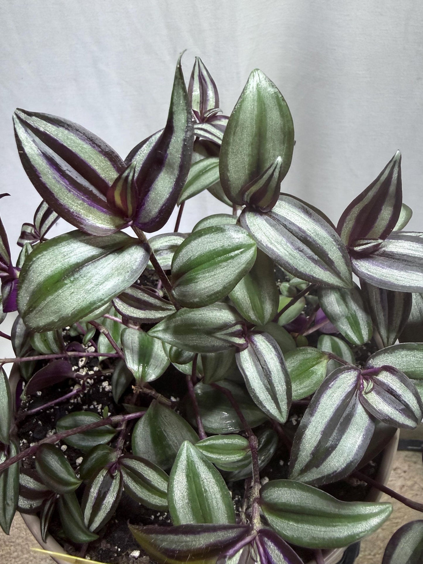 Silver Tradescantia Zebrina CUTTINGS (4) | 6 Inch Premium Fresh Cuttings | Silver Striped Wandering Dude Inch Plant | Fresh Cut to Order