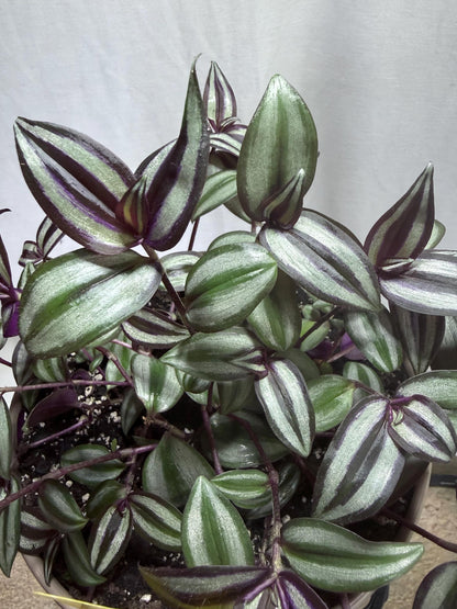 Silver Tradescantia Zebrina CUTTINGS (4) | 6 Inch Premium Fresh Cuttings | Silver Striped Wandering Dude Inch Plant | Fresh Cut to Order