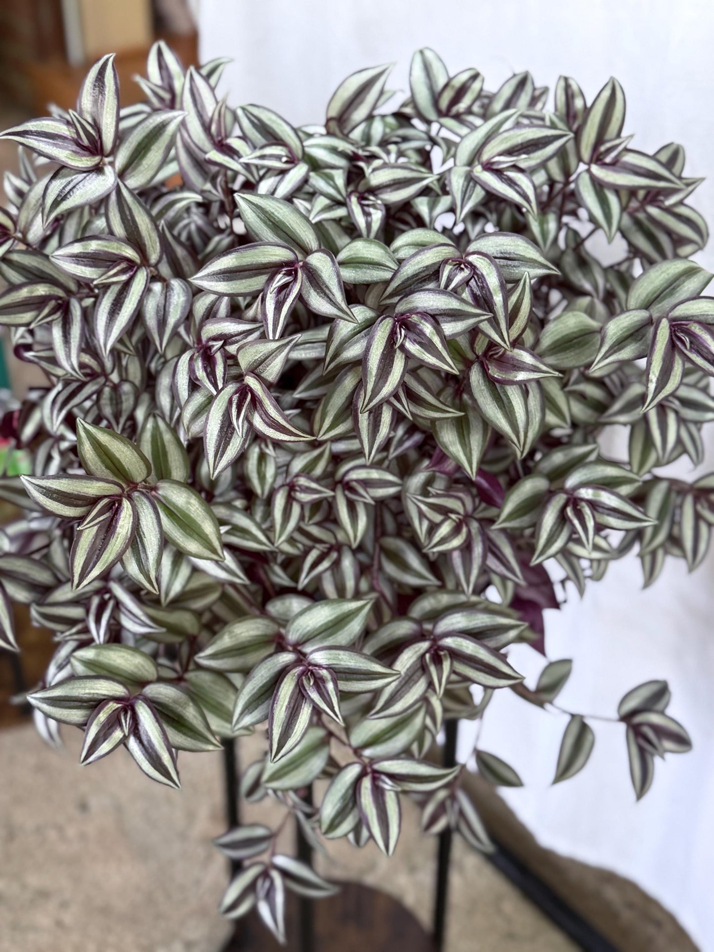 Silver Tradescantia Zebrina CUTTINGS (4) | 6 Inch Premium Fresh Cuttings | Silver Striped Wandering Dude Inch Plant | Fresh Cut to Order