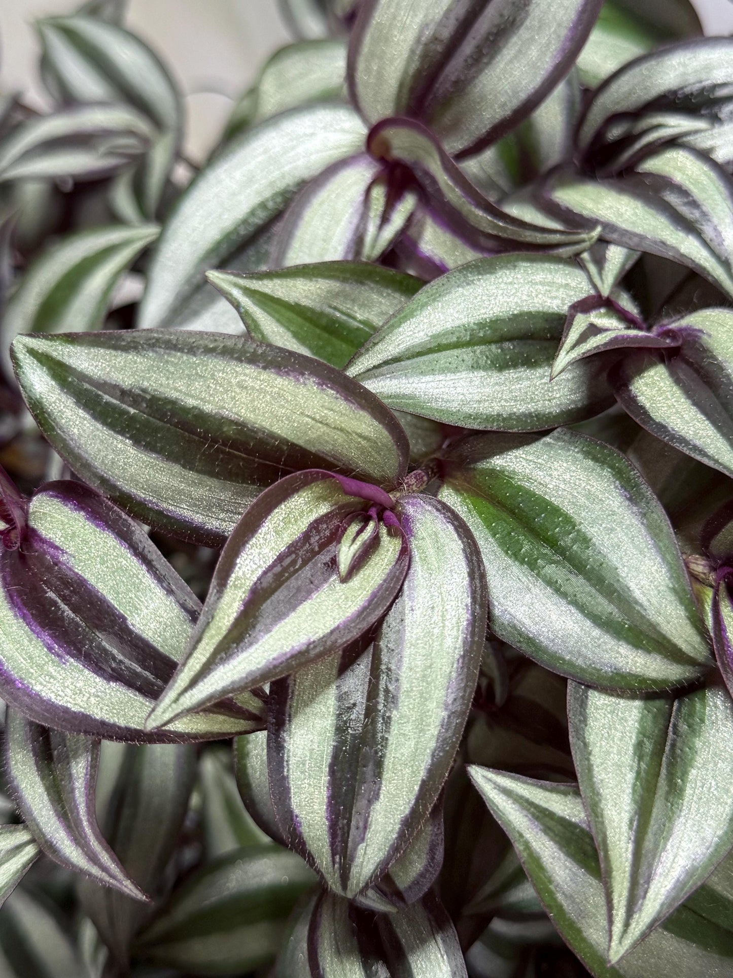 Silver Tradescantia Zebrina CUTTINGS (4) | 6 Inch Premium Fresh Cuttings | Silver Striped Wandering Dude Inch Plant | Fresh Cut to Order