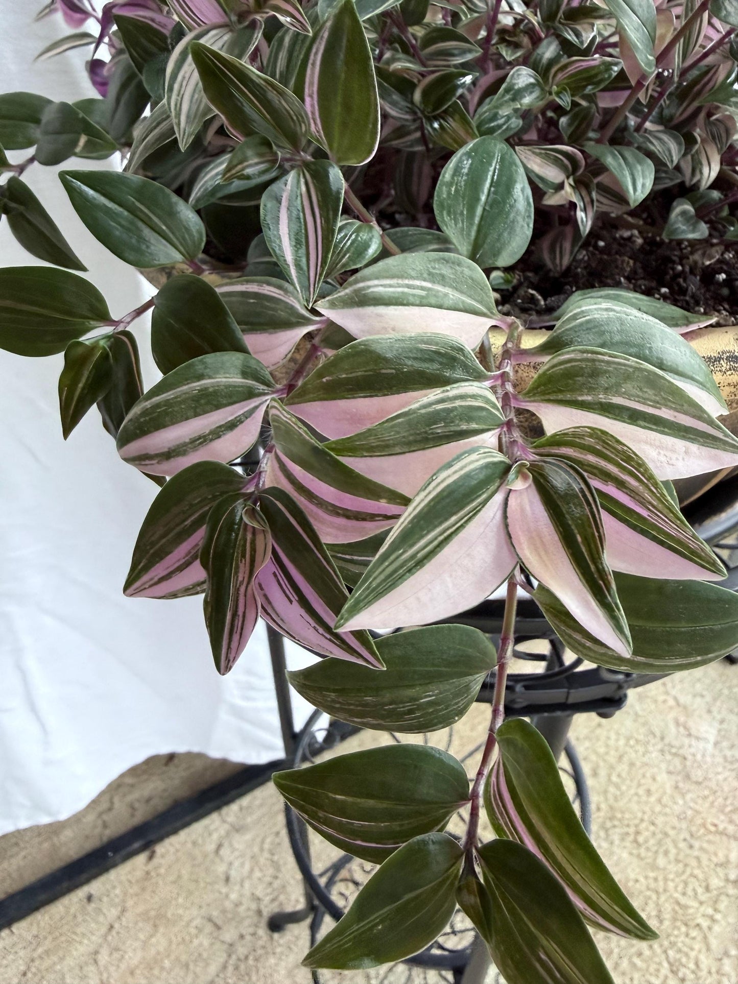 Tradescantia Tricolor CUTTINGS (4) | 6 Inch Premium Variegated Cuttings | Pink Green Purple Wandering Dude | Fresh Cut to Order