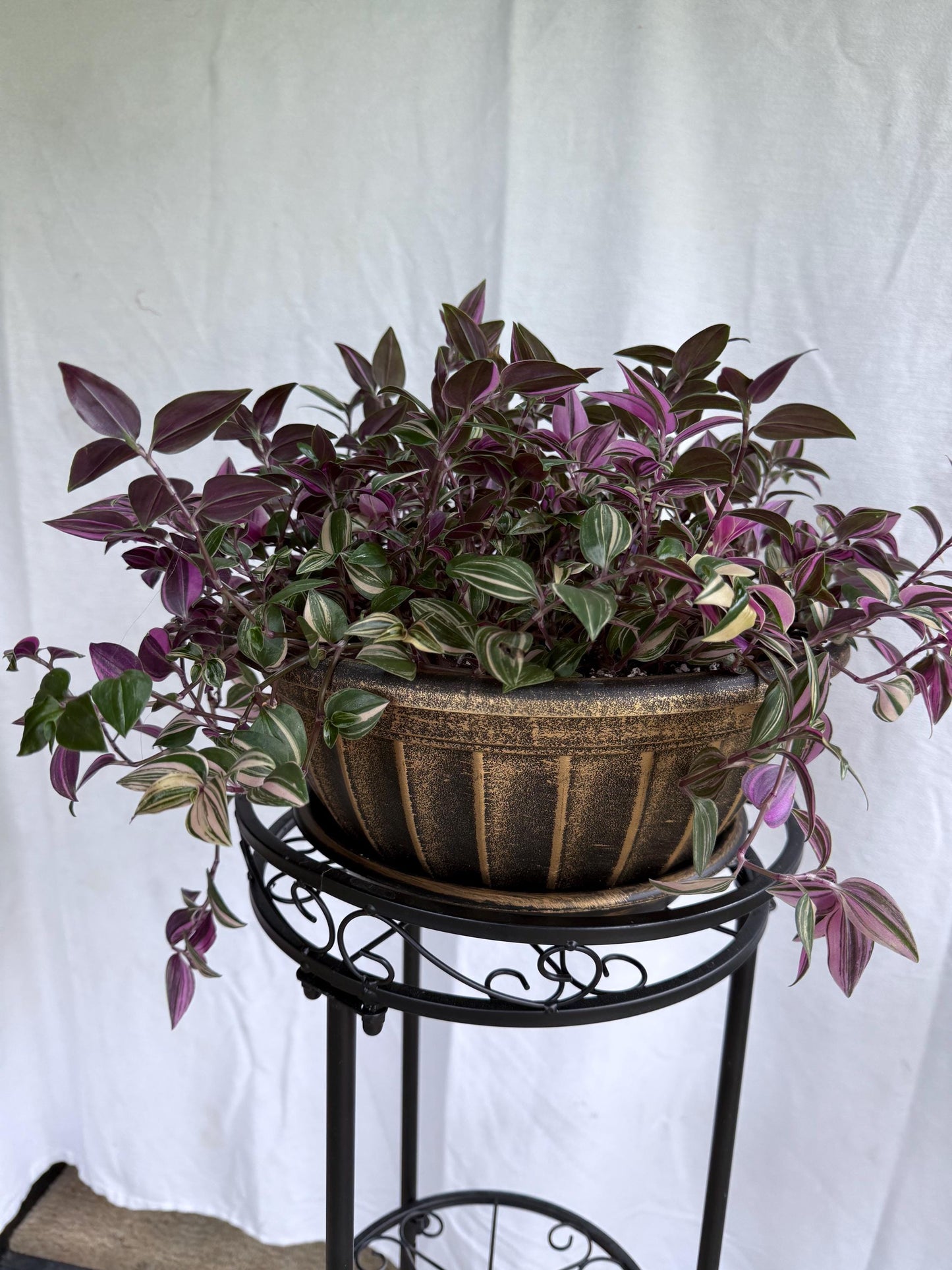 Tradescantia Tricolor CUTTINGS (4) | 6 Inch Premium Variegated Cuttings | Pink Green Purple Wandering Dude | Fresh Cut to Order