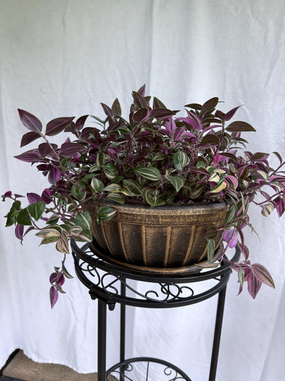 Tradescantia Tricolor CUTTINGS (4) | 6 Inch Premium Variegated Cuttings | Pink Green Purple Wandering Dude | Fresh Cut to Order