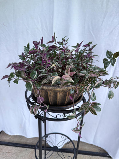 Tradescantia Tricolor CUTTINGS (4) | 6 Inch Premium Variegated Cuttings | Pink Green Purple Wandering Dude | Fresh Cut to Order