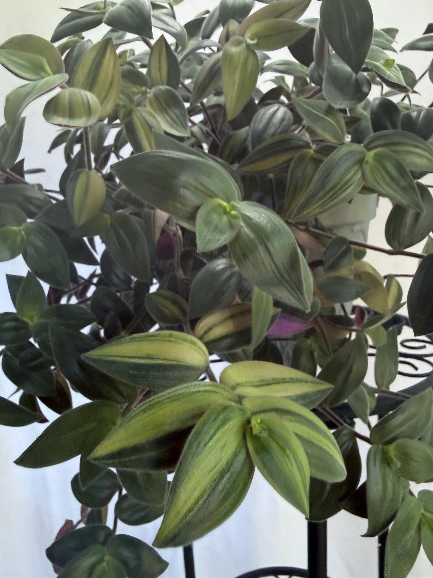 Variegated Fuzzy Baby Bunny Bellies Cuttings (Tradescantia chrysophylla) | 4 Pack | 6 Inch Cuttings | Cut Fresh to Order
