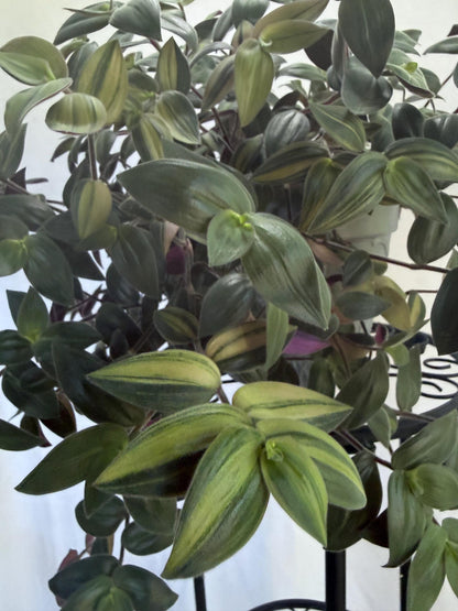 Variegated Fuzzy Baby Bunny Bellies Cuttings (Tradescantia chrysophylla) | 4 Pack | 6 Inch Cuttings | Cut Fresh to Order