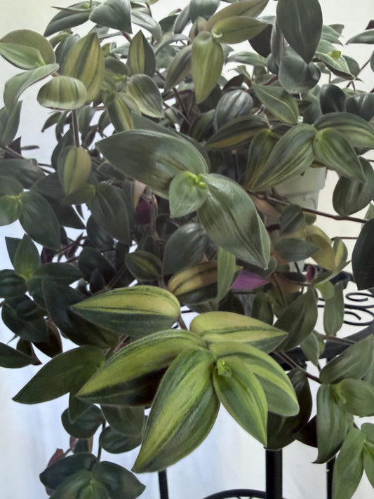 Variegated Fuzzy Baby Bunny Bellies Cuttings (Tradescantia chrysophylla) | 4 Pack | 6 Inch Cuttings | Cut Fresh to Order