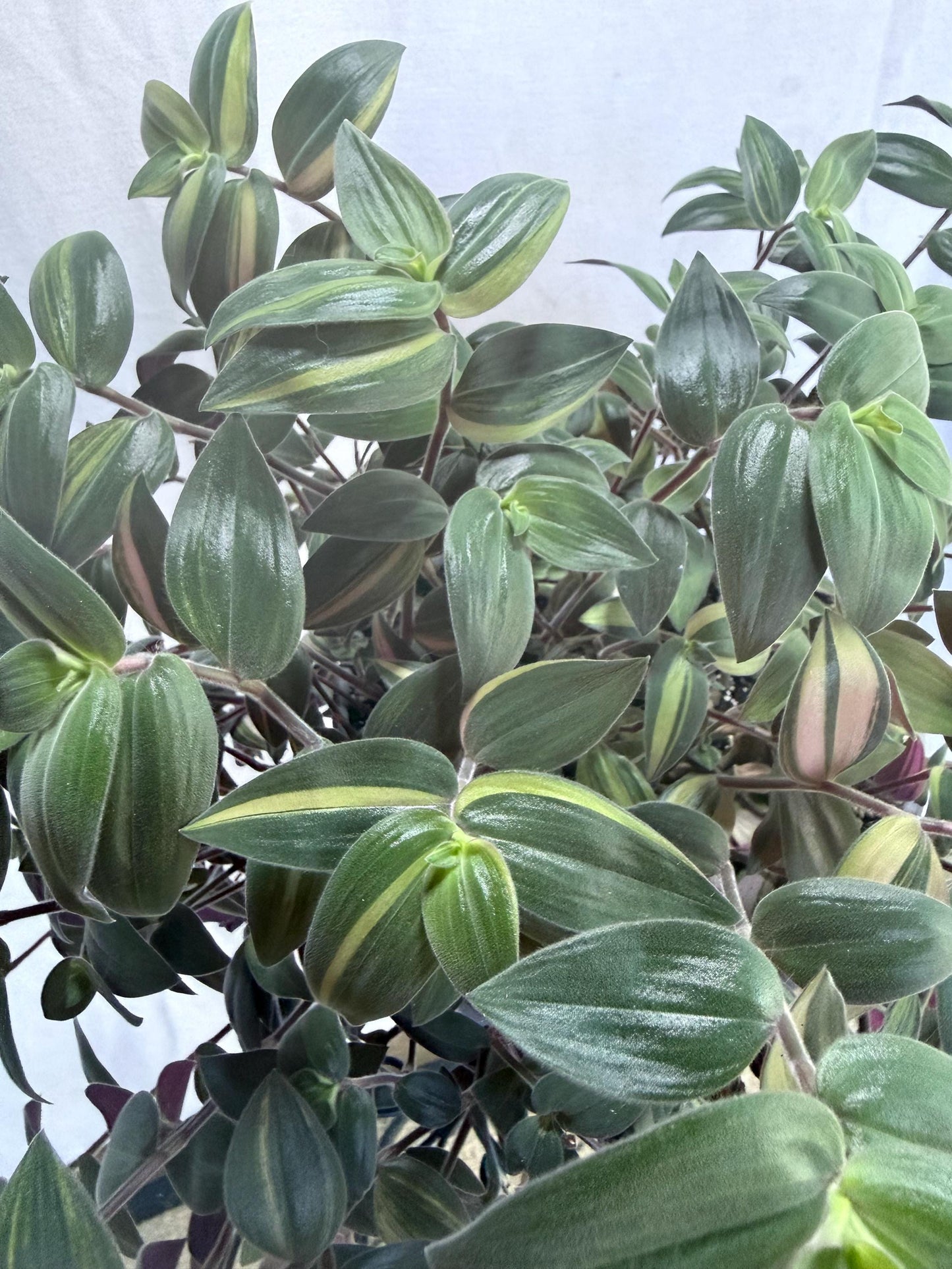Variegated Fuzzy Baby Bunny Bellies Cuttings (Tradescantia chrysophylla) | 4 Pack | 6 Inch Cuttings | Cut Fresh to Order