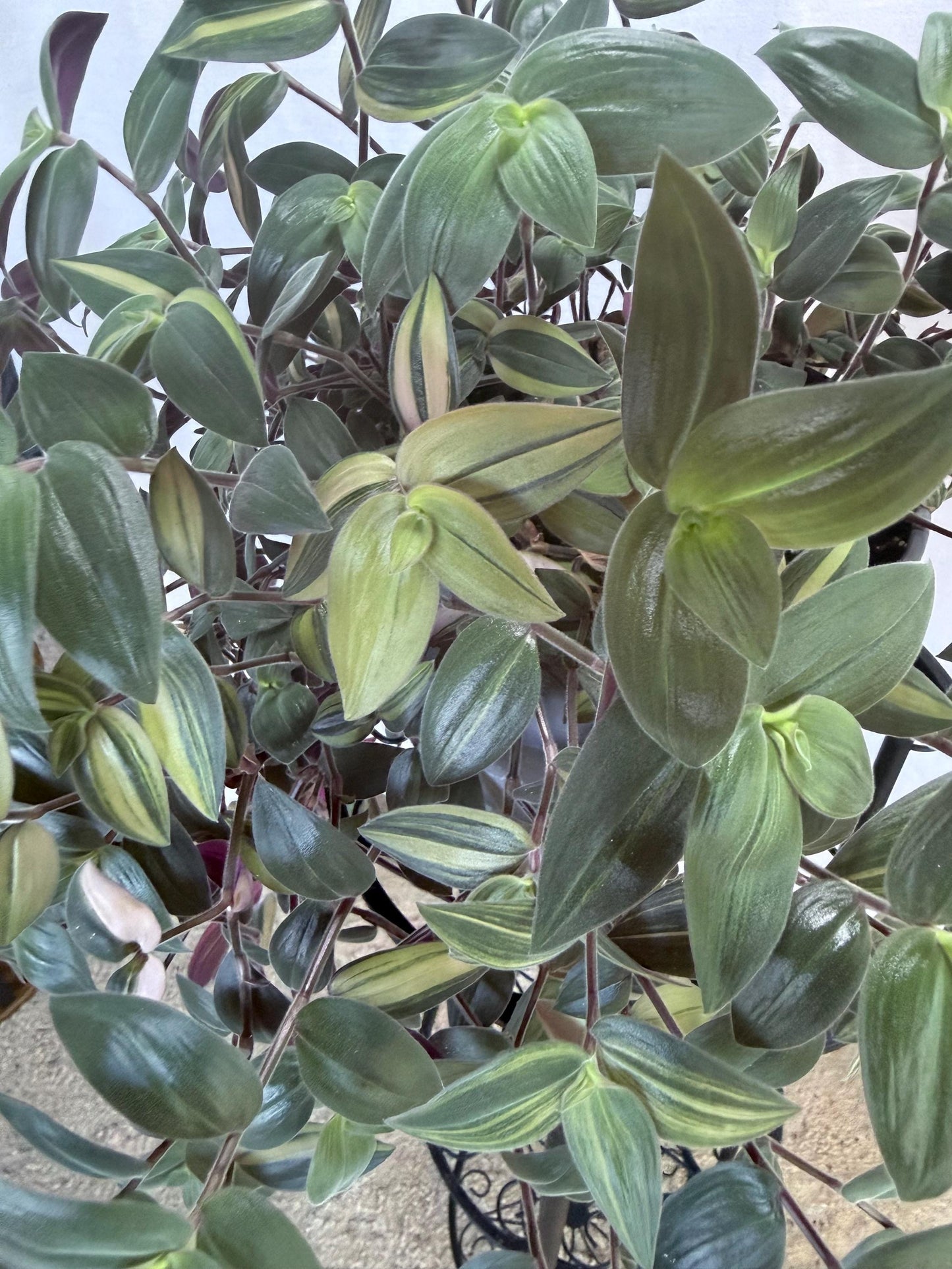 Variegated Fuzzy Baby Bunny Bellies Cuttings (Tradescantia chrysophylla) | 4 Pack | 6 Inch Cuttings | Cut Fresh to Order