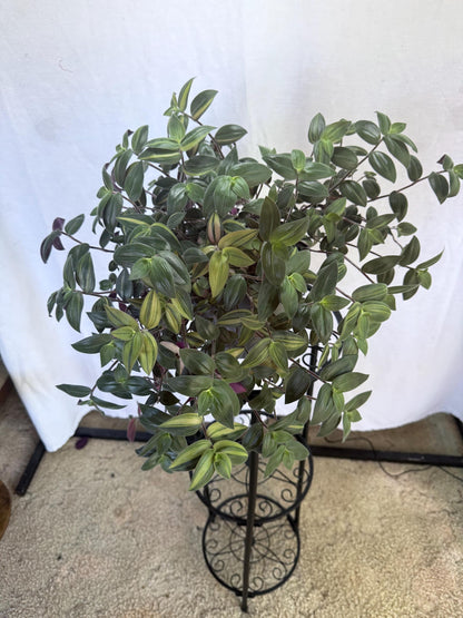 Variegated Fuzzy Baby Bunny Bellies Cuttings (Tradescantia chrysophylla) | 4 Pack | 6 Inch Cuttings | Cut Fresh to Order