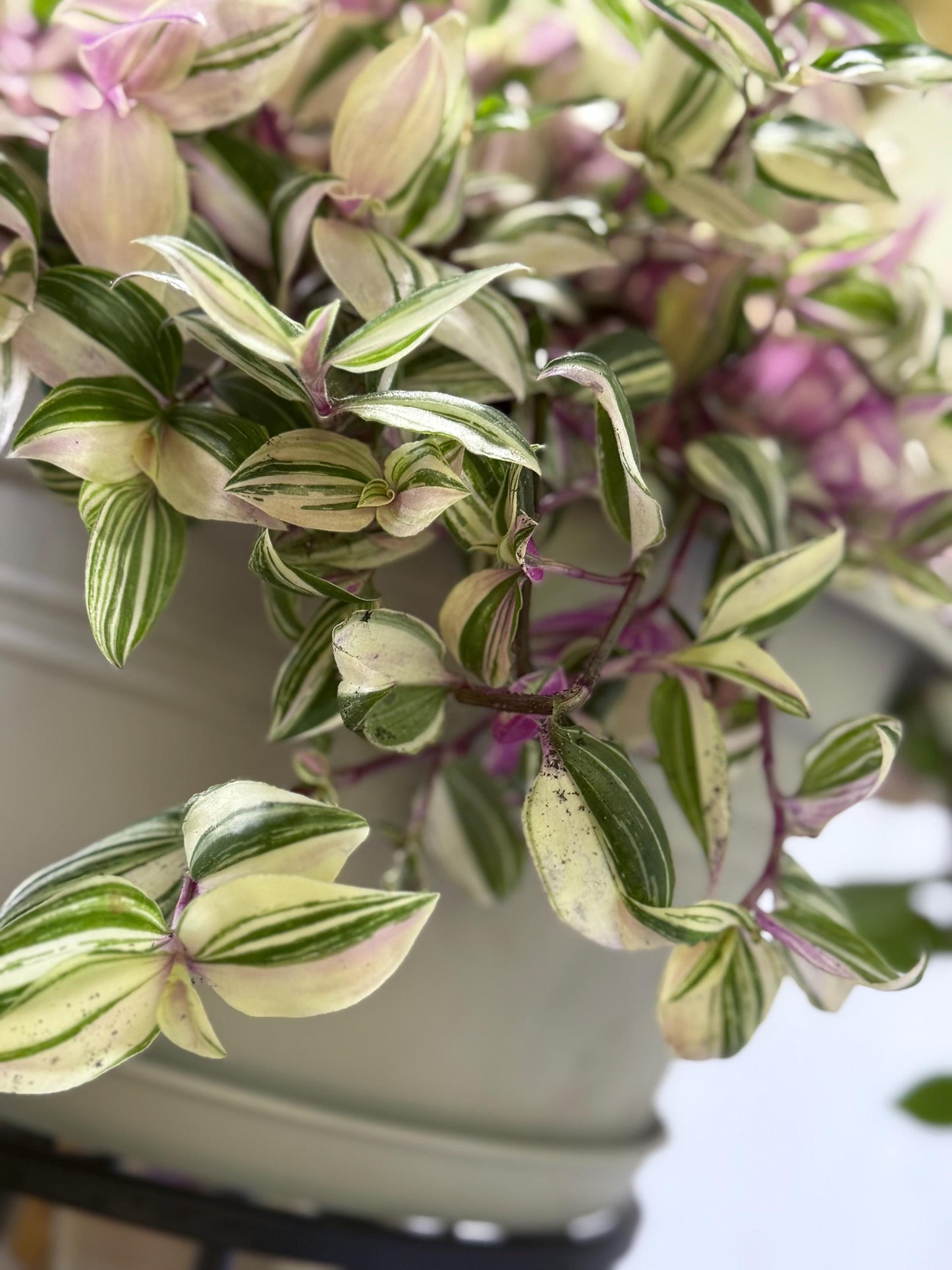 Rare Variegated Pink Tradescantia Cuttings | Quad (4 Cuttings) | 6 Inch Cuttings | Fresh Cut to Order