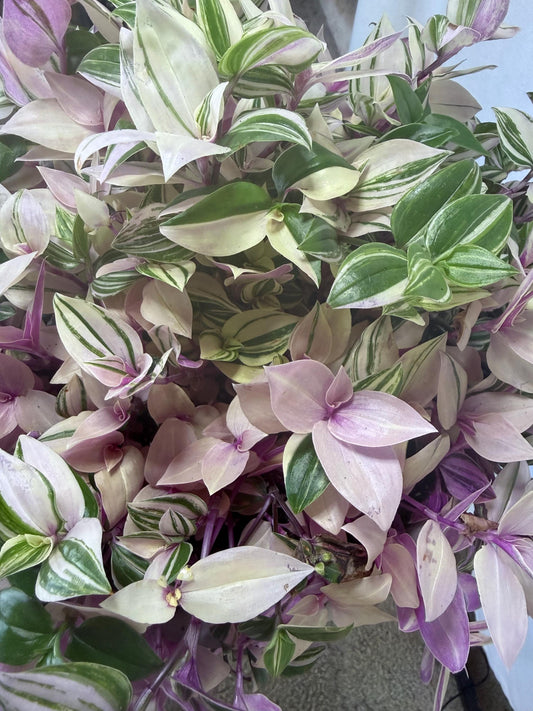 Rare Variegated Pink Tradescantia Cuttings | Quad (4 Cuttings) | 6 Inch Cuttings | Fresh Cut to Order