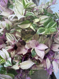 Rare Variegated Pink Tradescantia Cuttings | Quad (4 Cuttings) | 6 Inch Cuttings | Fresh Cut to Order