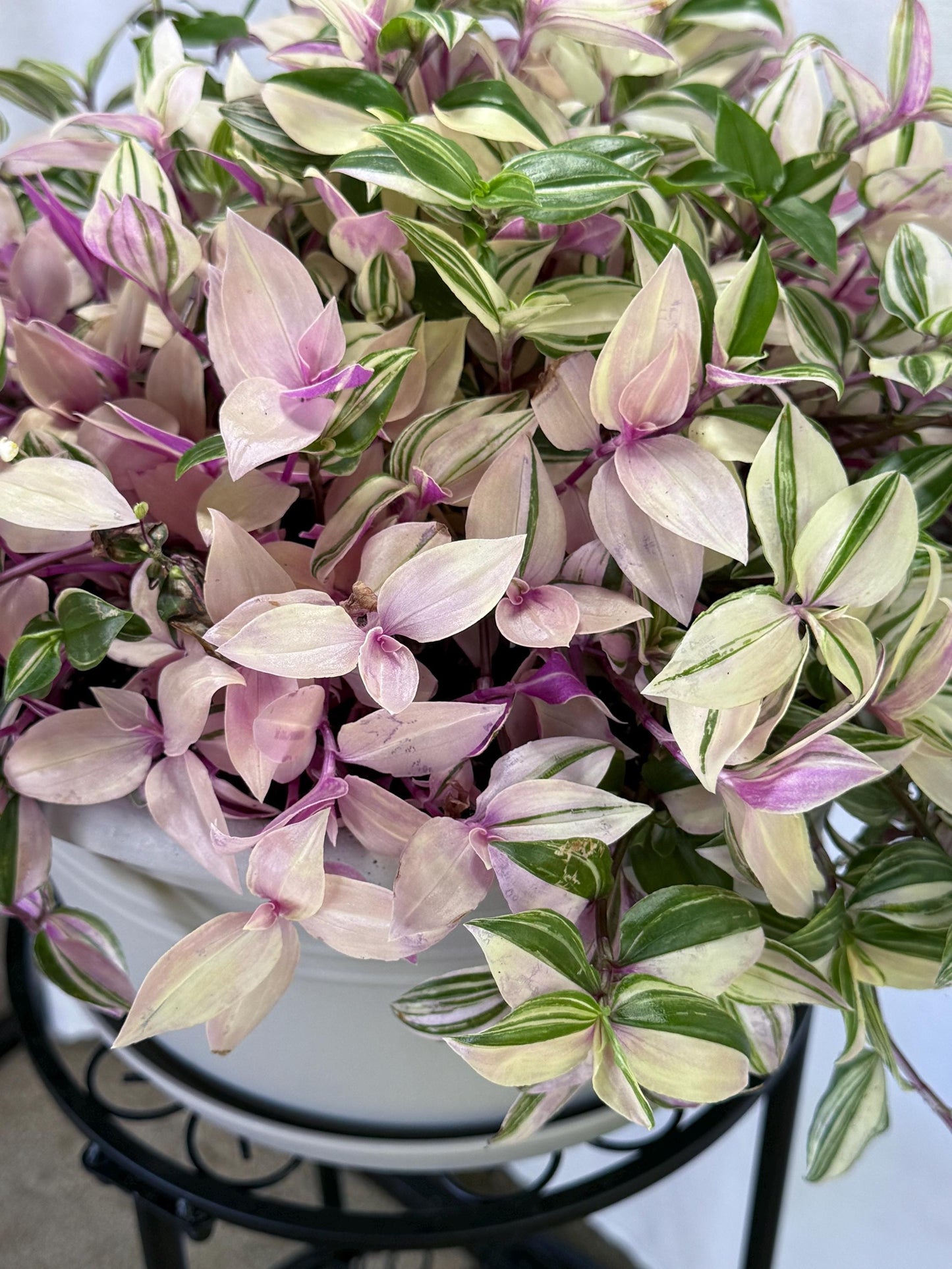 Rare Variegated Pink Tradescantia Cuttings | Quad (4 Cuttings) | 6 Inch Cuttings | Fresh Cut to Order