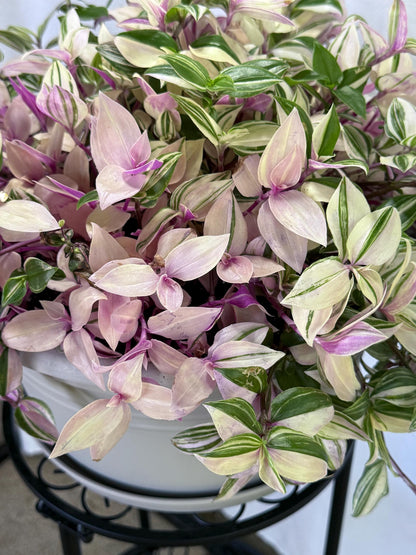 Rare Variegated Pink Tradescantia Cuttings | Quad (4 Cuttings) | 6 Inch Cuttings | Fresh Cut to Order