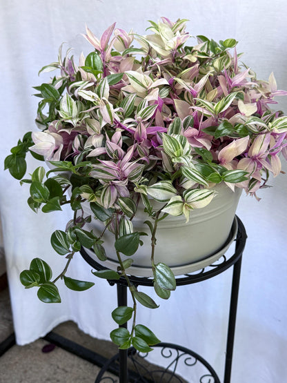 Rare Variegated Pink Tradescantia Cuttings | Quad (4 Cuttings) | 6 Inch Cuttings | Fresh Cut to Order