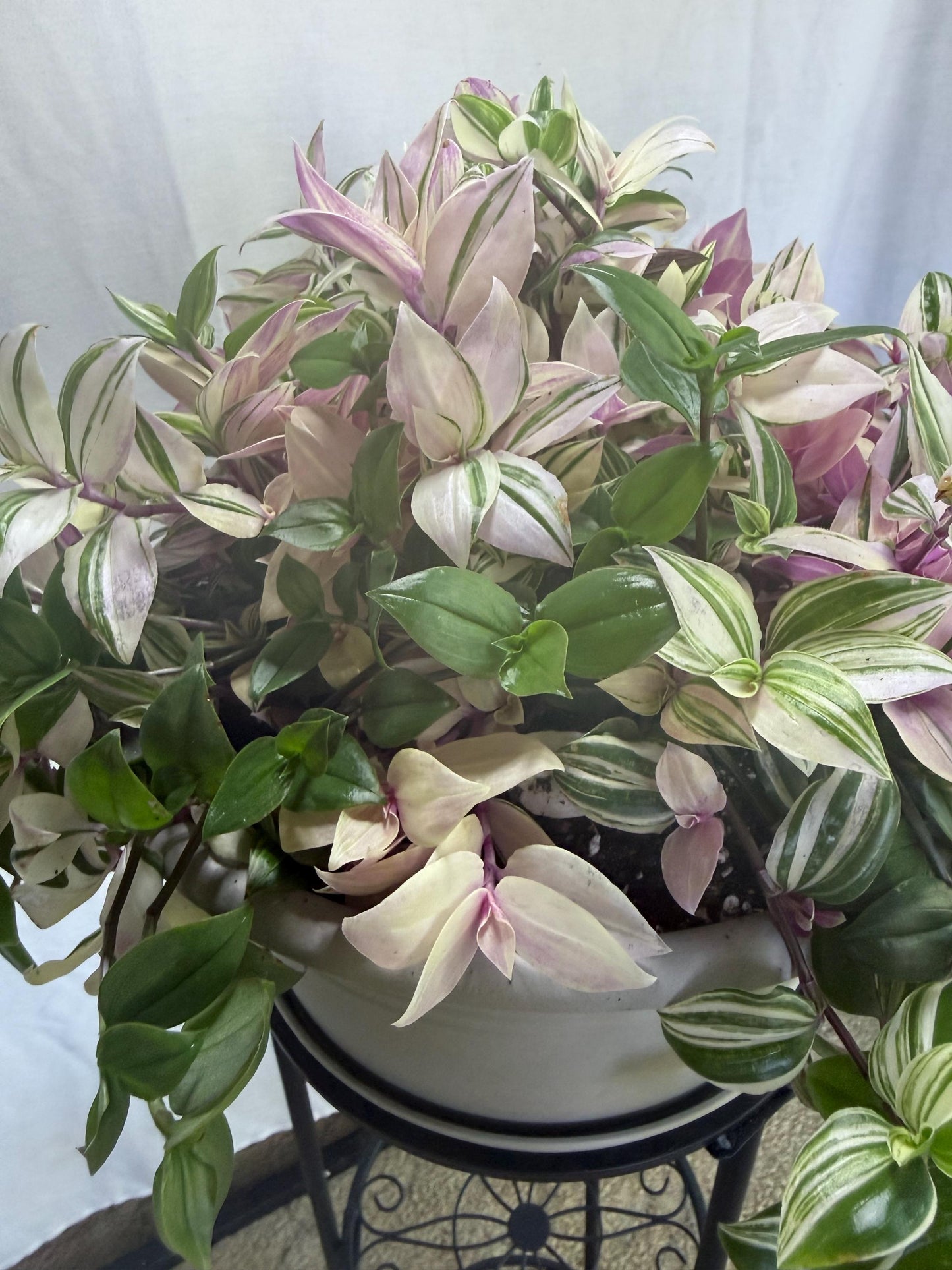 Rare Variegated Pink Tradescantia Cuttings | Quad (4 Cuttings) | 6 Inch Cuttings | Fresh Cut to Order